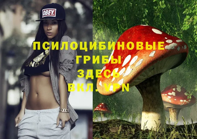 где продают   blacksprut как войти  Галлюциногенные грибы MAGIC MUSHROOMS  Владикавказ 