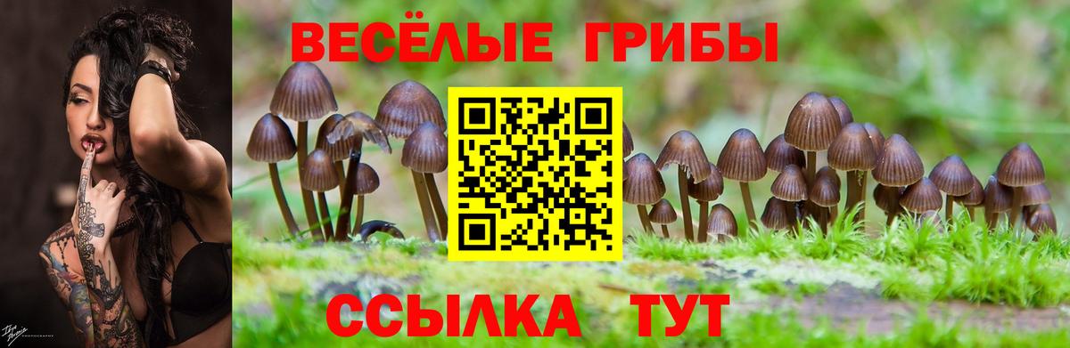 Владикавказ  Галлюциногенные грибы Cubensis  Вход с VPN 